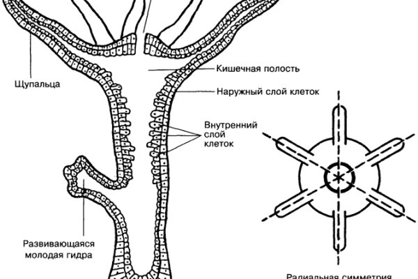 Ссылка на кракен через тор